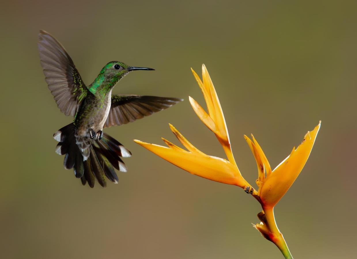 Posada Nena Caribe Puerto Viejo de Talamanca Exteriér fotografie