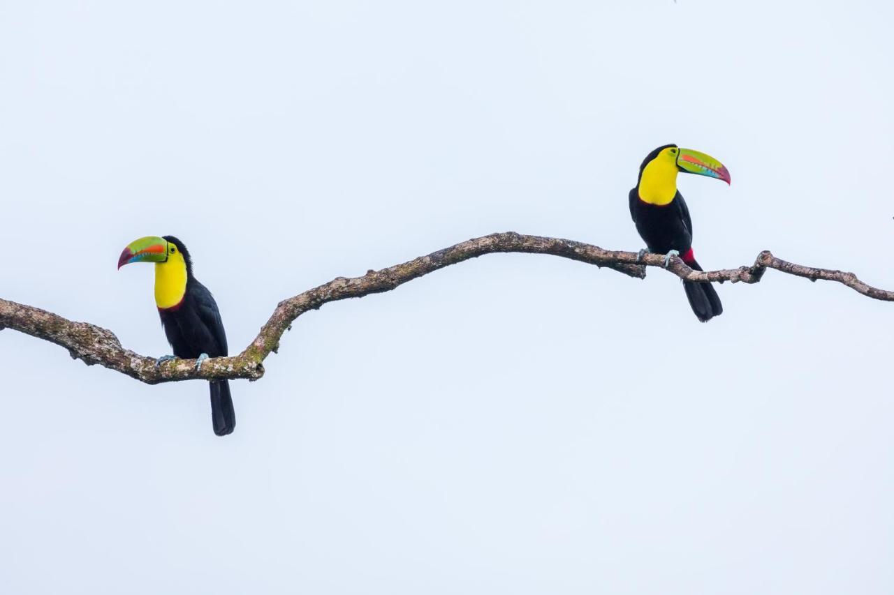 Posada Nena Caribe Puerto Viejo de Talamanca Exteriér fotografie