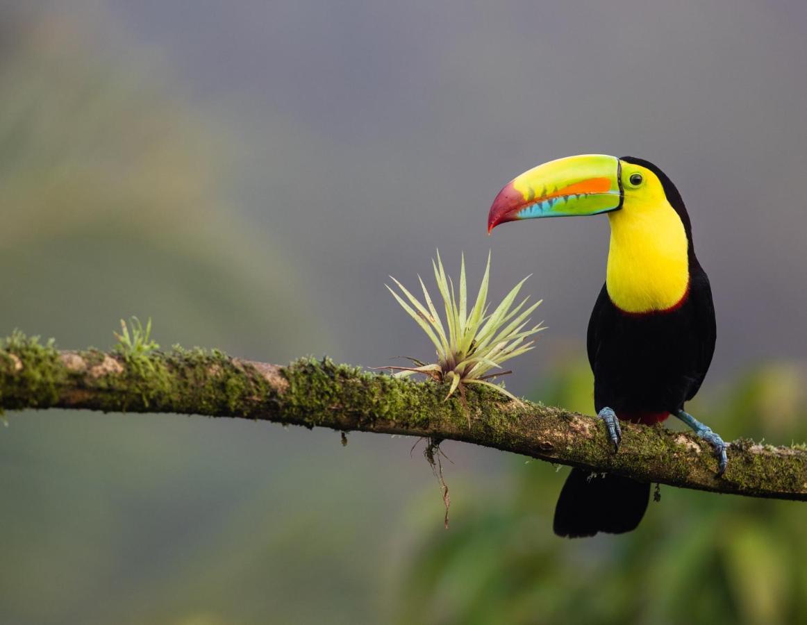 Posada Nena Caribe Puerto Viejo de Talamanca Exteriér fotografie